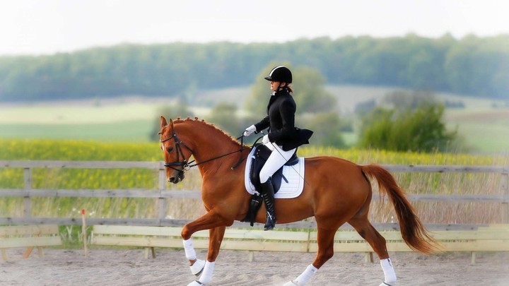 Equestrian Sport - Dressage(I think)