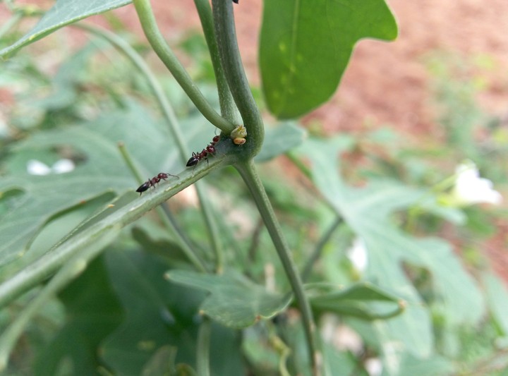 Micro photography ant