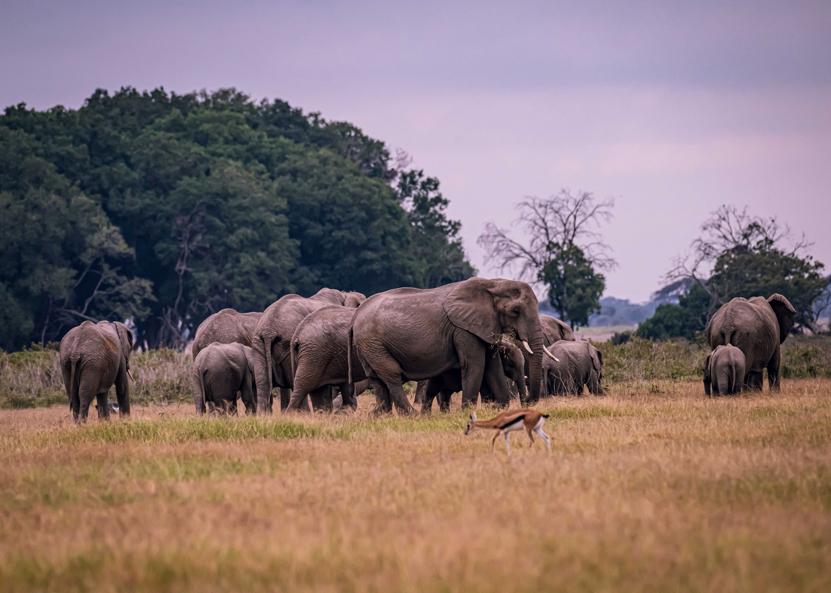 tapety savanna, tusk