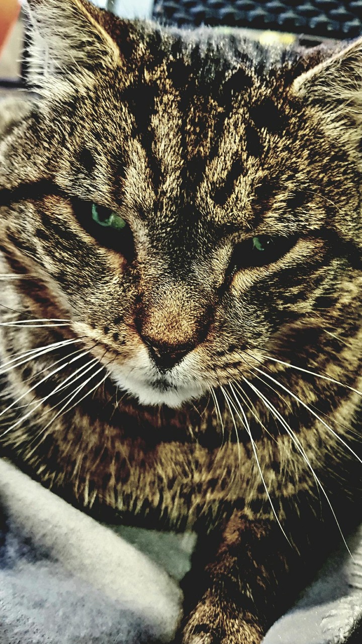 Petit Chat