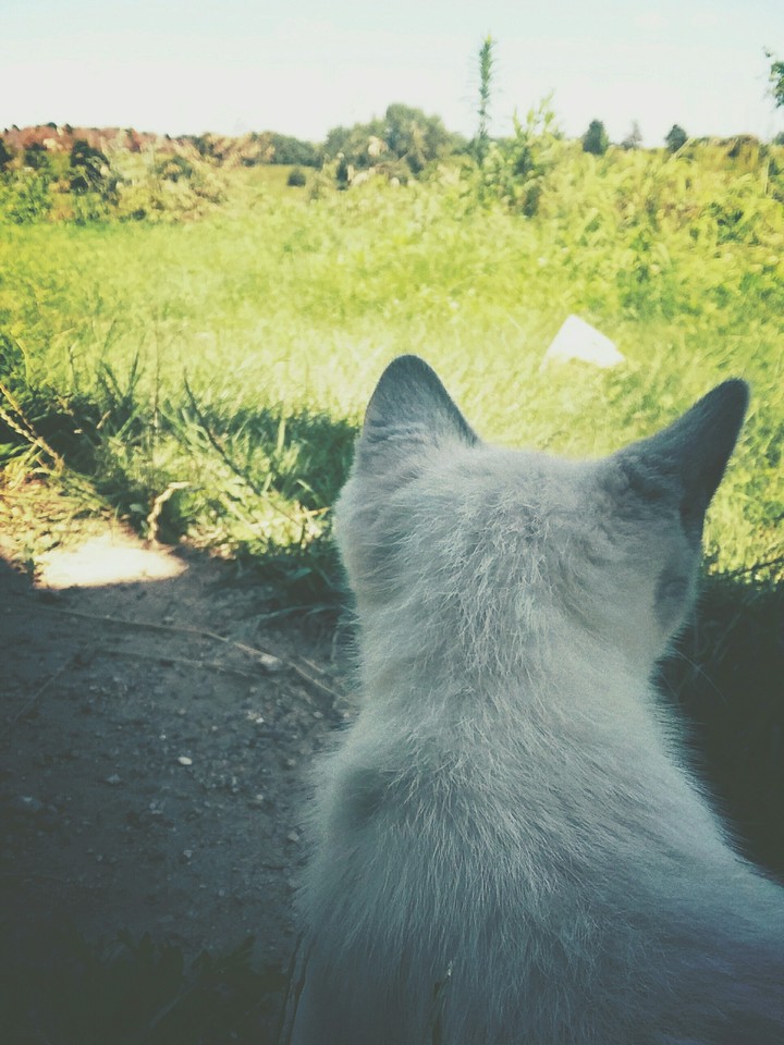 Kitten