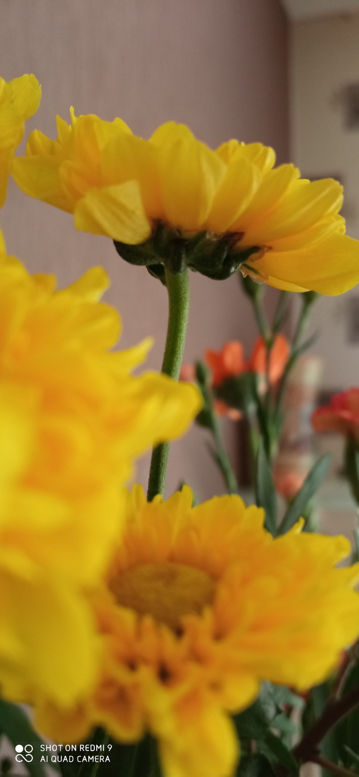 fleure