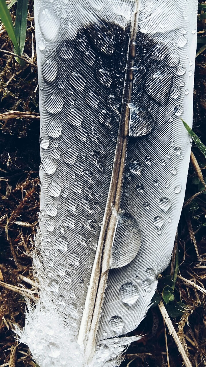 raindrops on feather