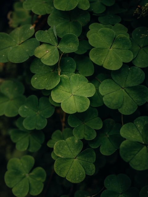 sfondi green, Clover