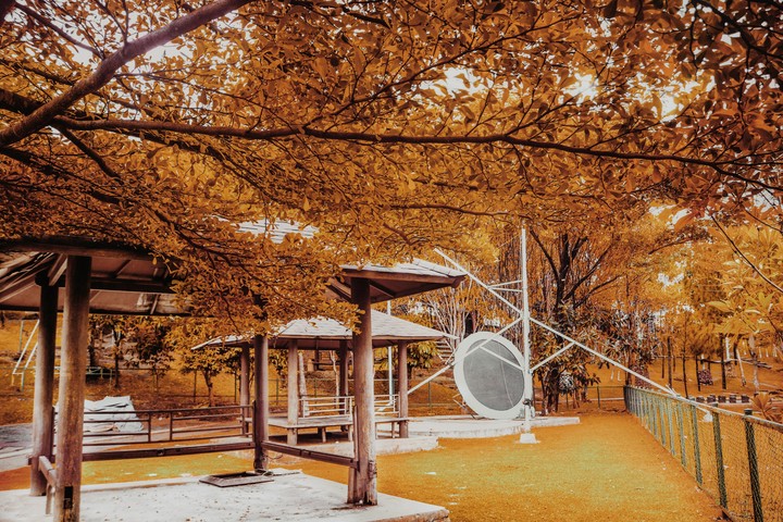 Autumn Tree