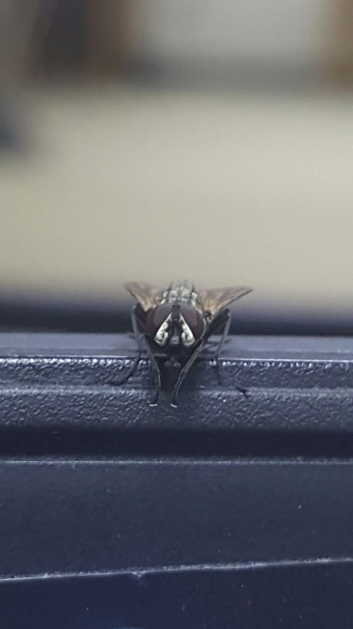 go with the fly.... sky high