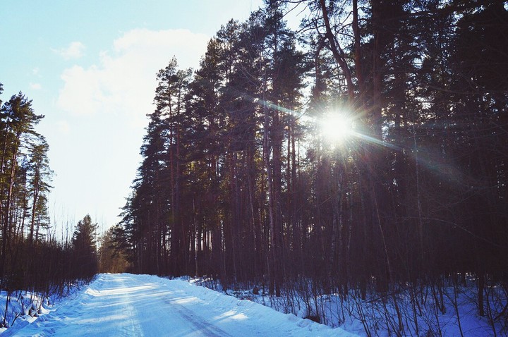 pine forest
