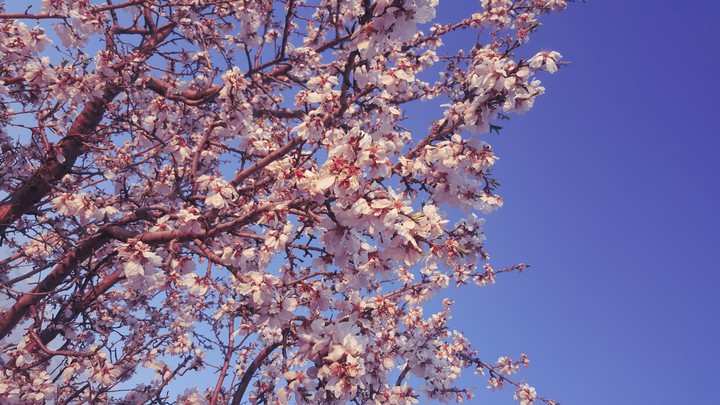 beautiful spring