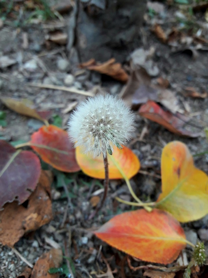 autumn