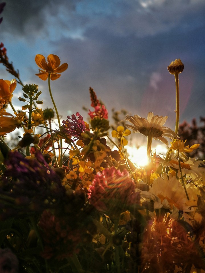 sunset flowers