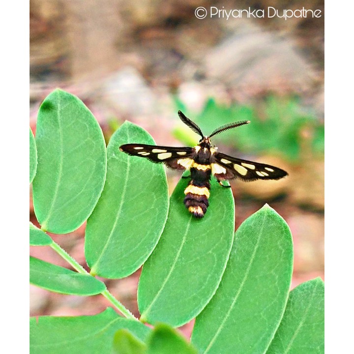 Moths