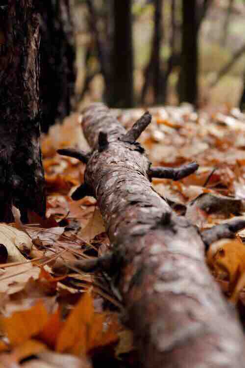 the wood