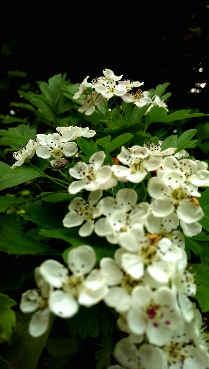 White flowers