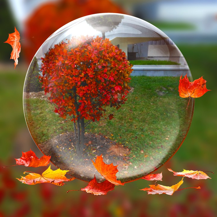 autumn tree