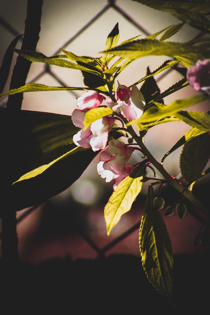 PINK FLOWER