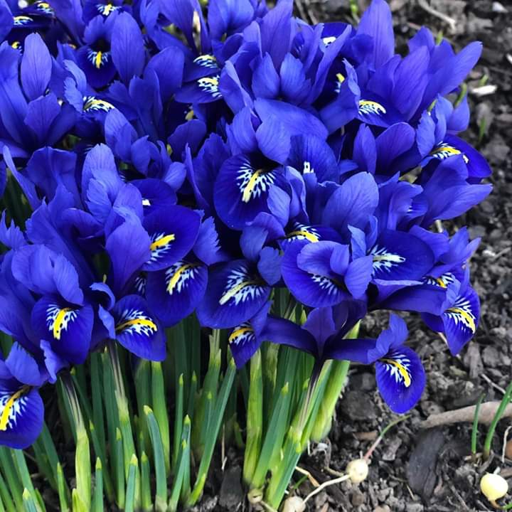 iris