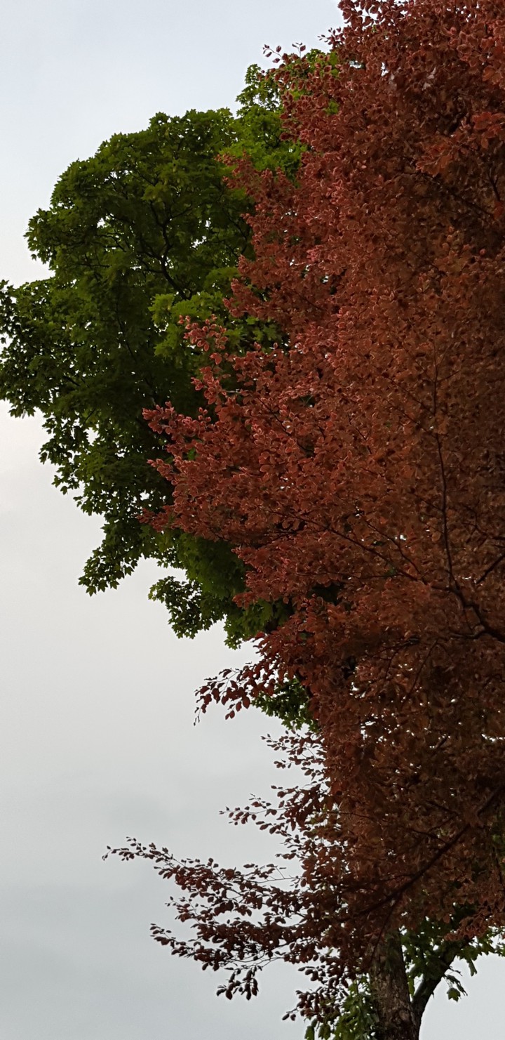 Trees