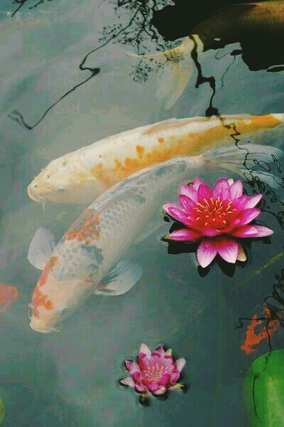 lotus and koi carp
