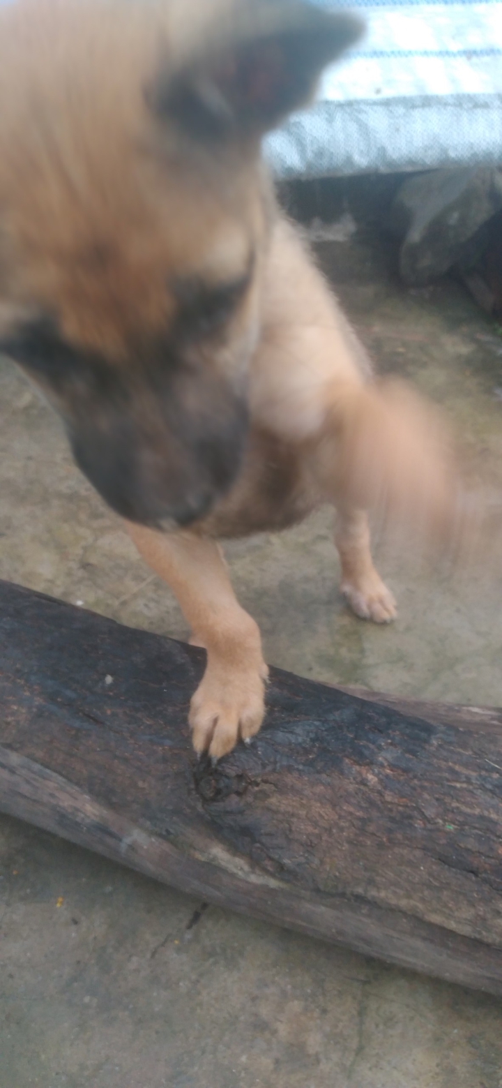 MiMi