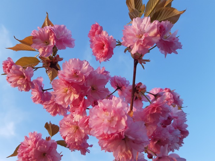 cherry tree