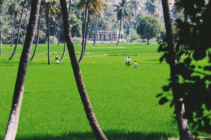 Greenery