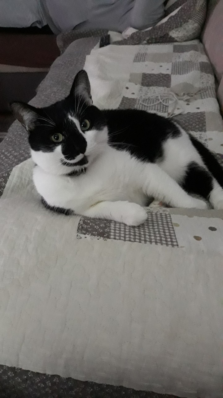 Zorro