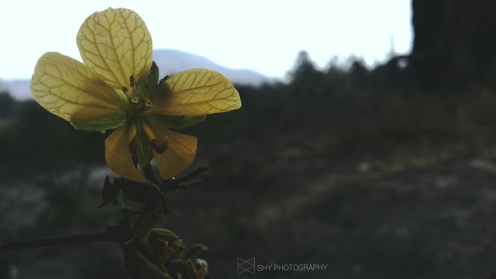 yellow flower