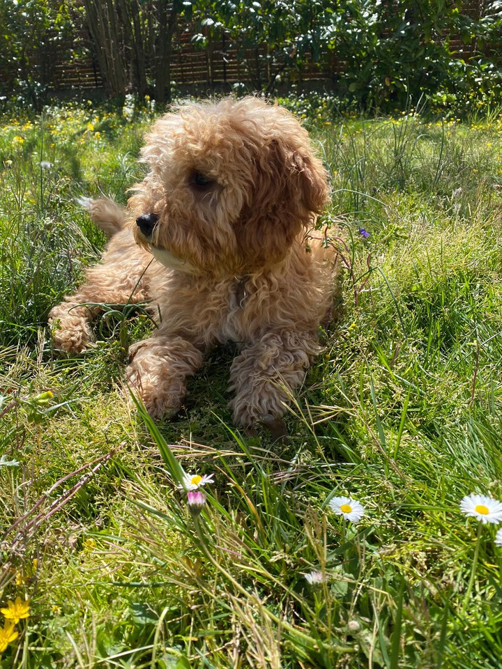 Cavapoochon parmi les fleurs
