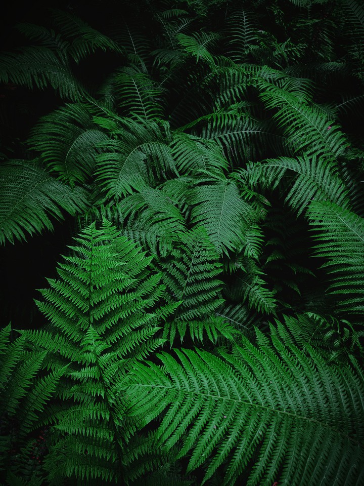 green fern