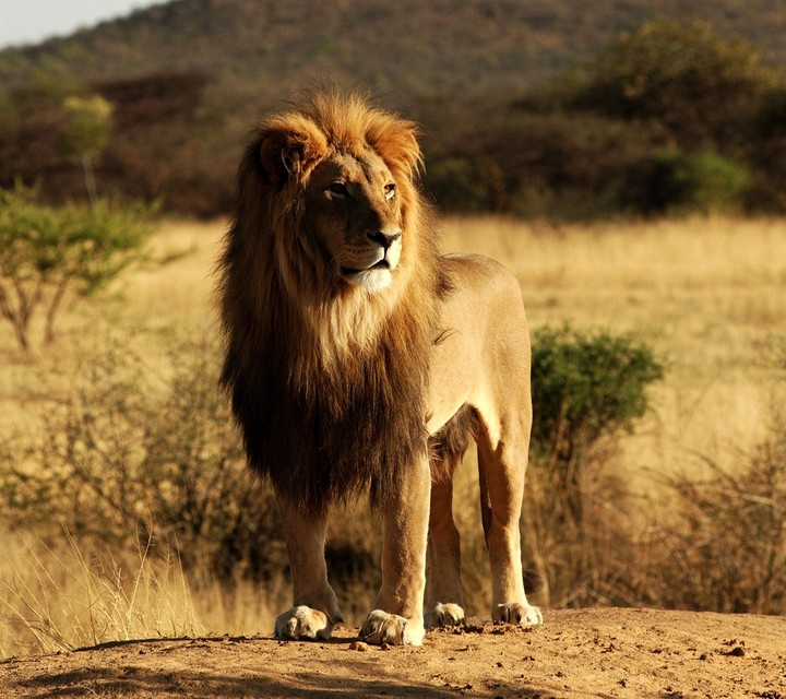 king
