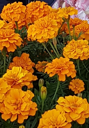꽃