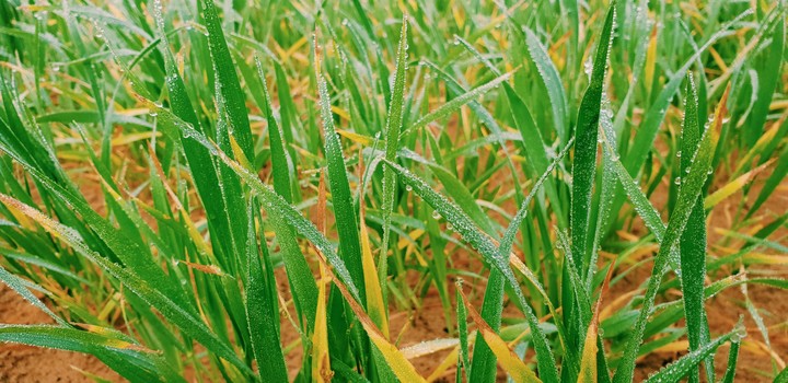 Wheat Farm