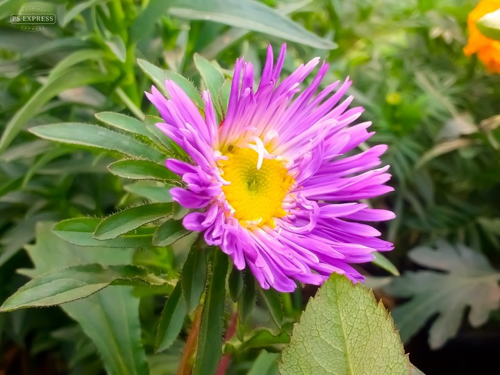 FLOWER