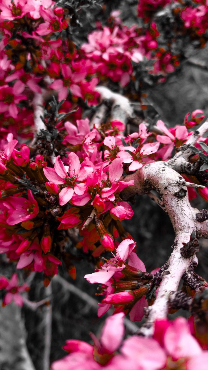 Red flower