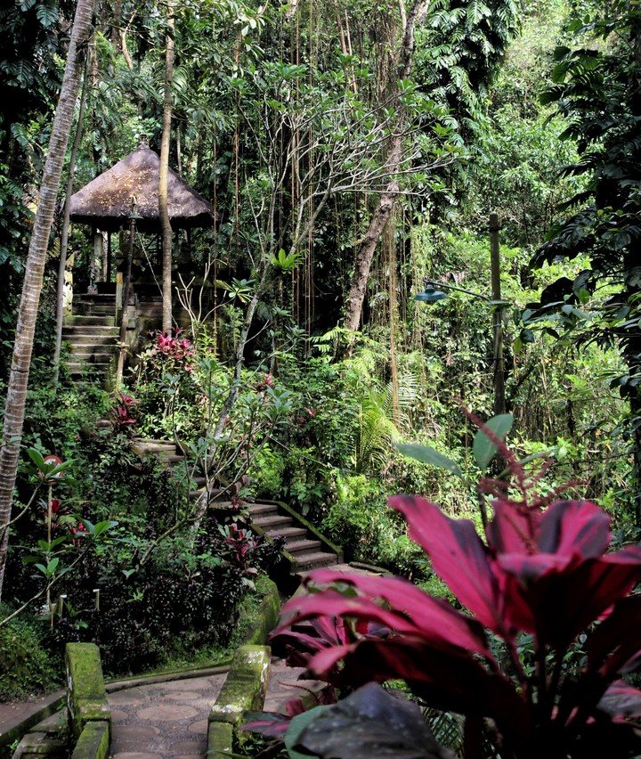 jungle