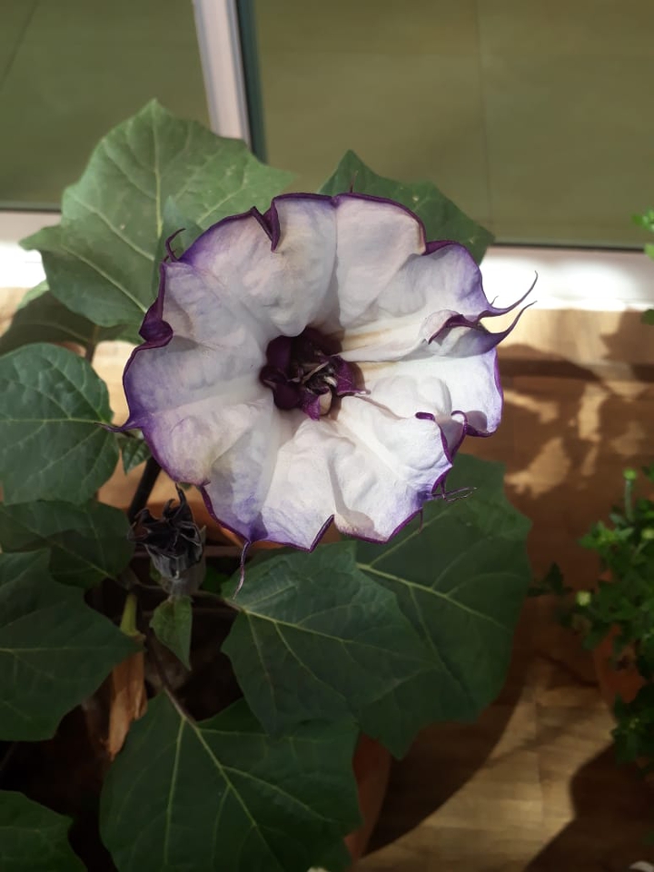 Flor