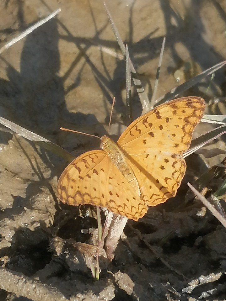 A Beutiful Butterfly
