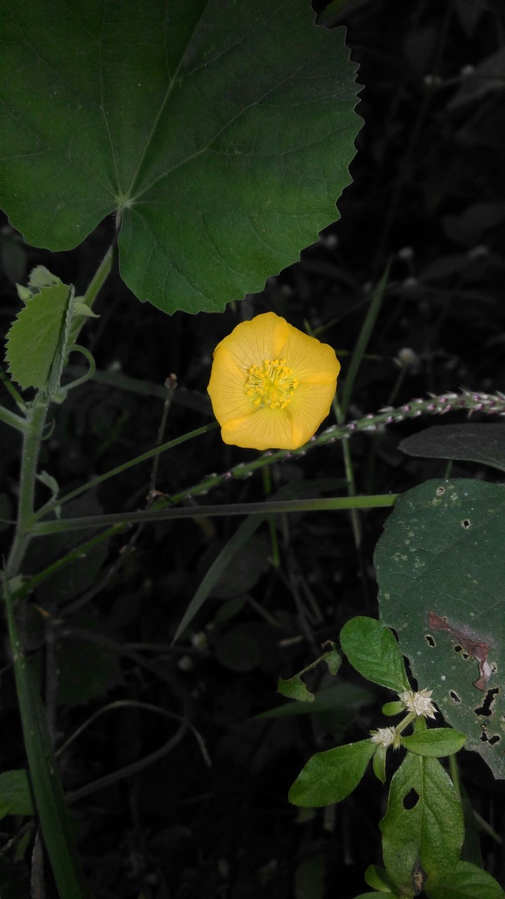 flower