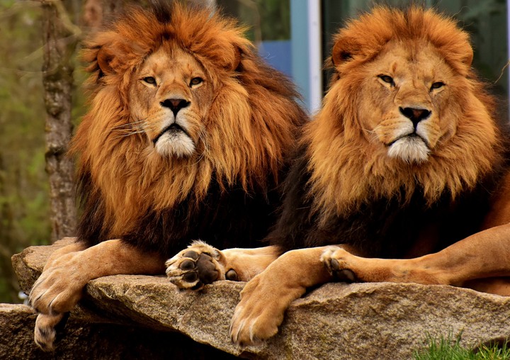king of jungle