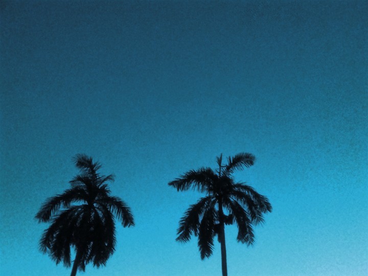 blue sky and palms