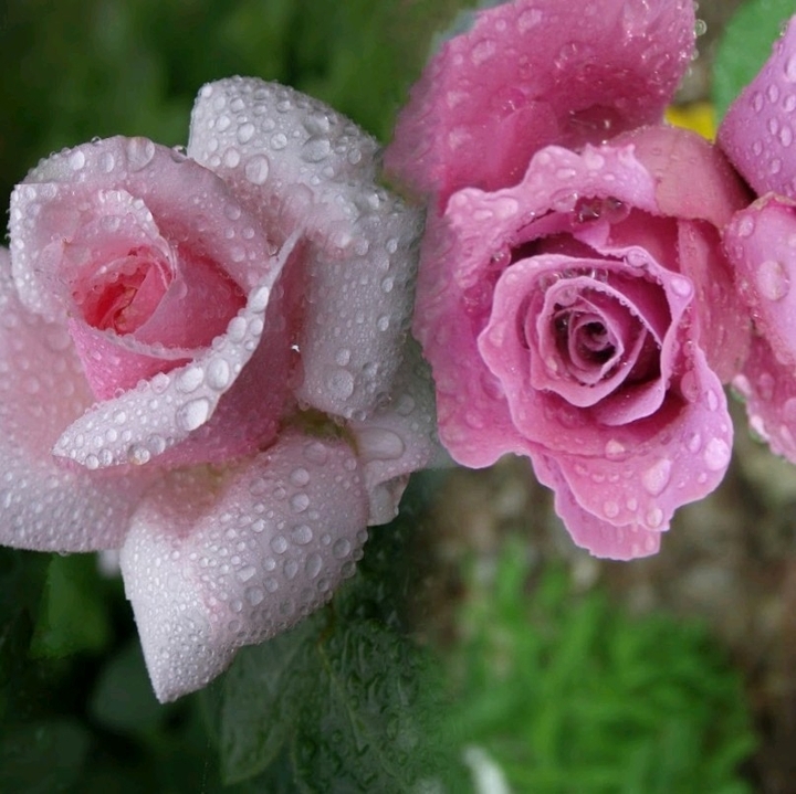 2x Rose & dew