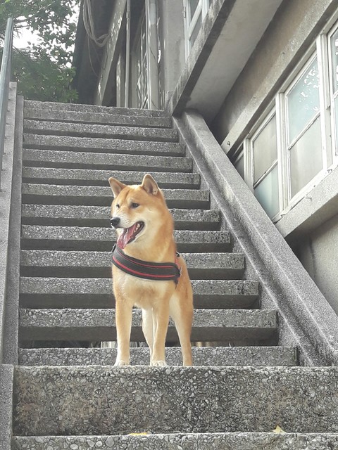 shiba