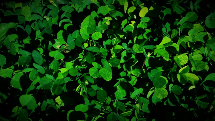 for greeny lovers