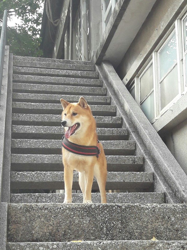 shiba