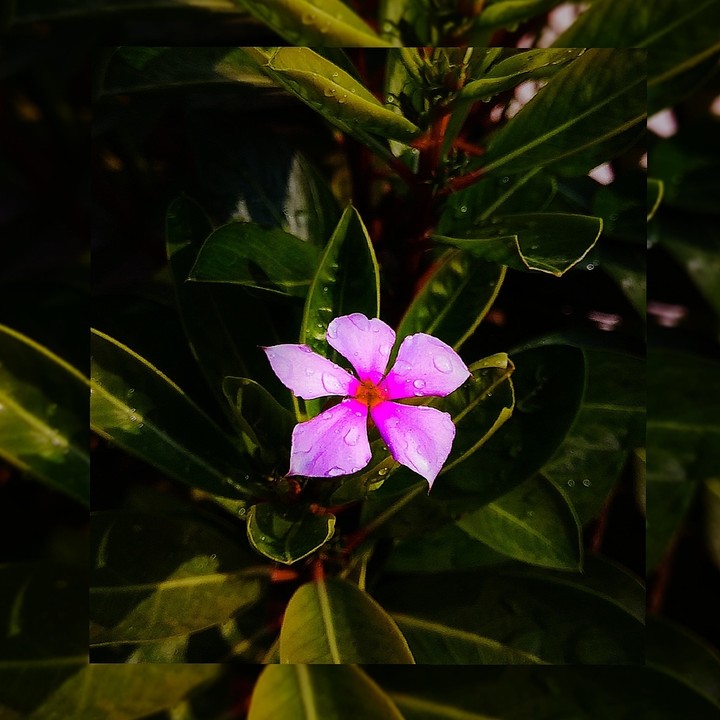 Flower