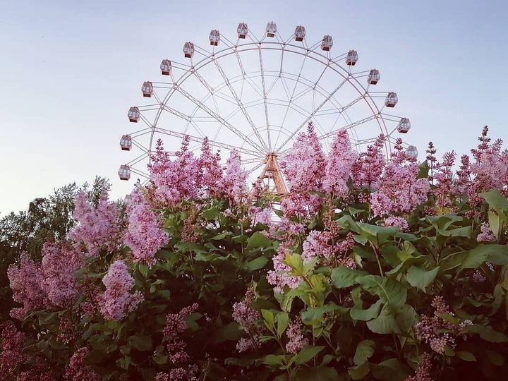 Ferris wheel