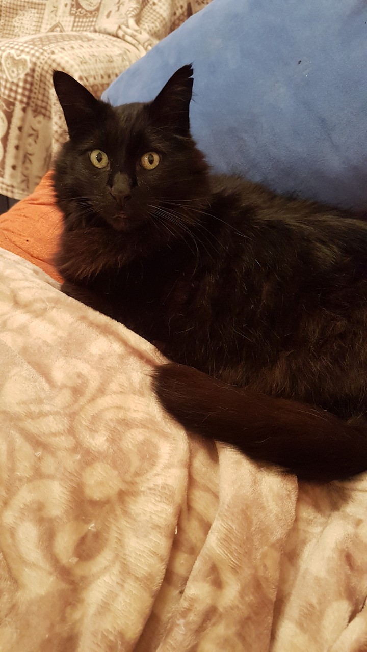 cat Spillo