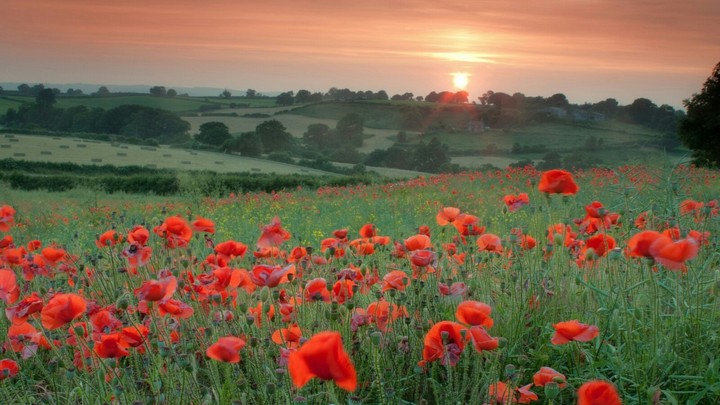Amapolas