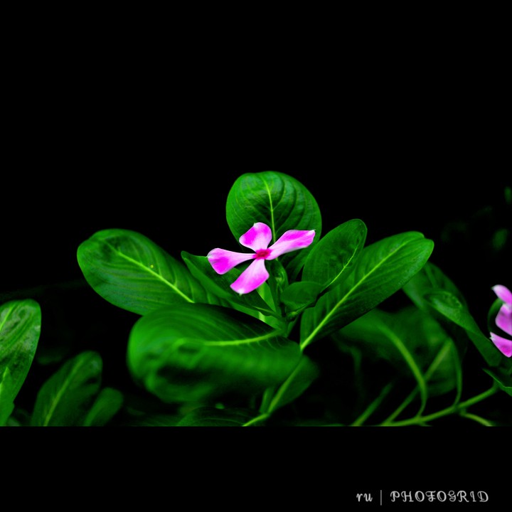 photography
