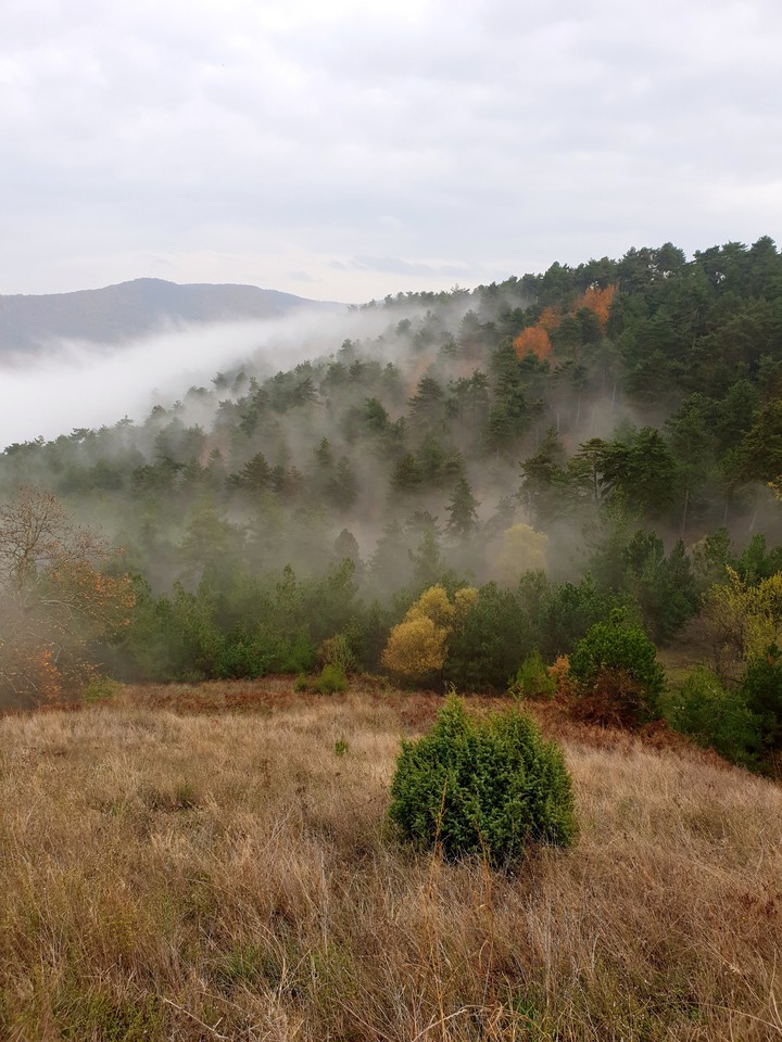forest,tree,natural